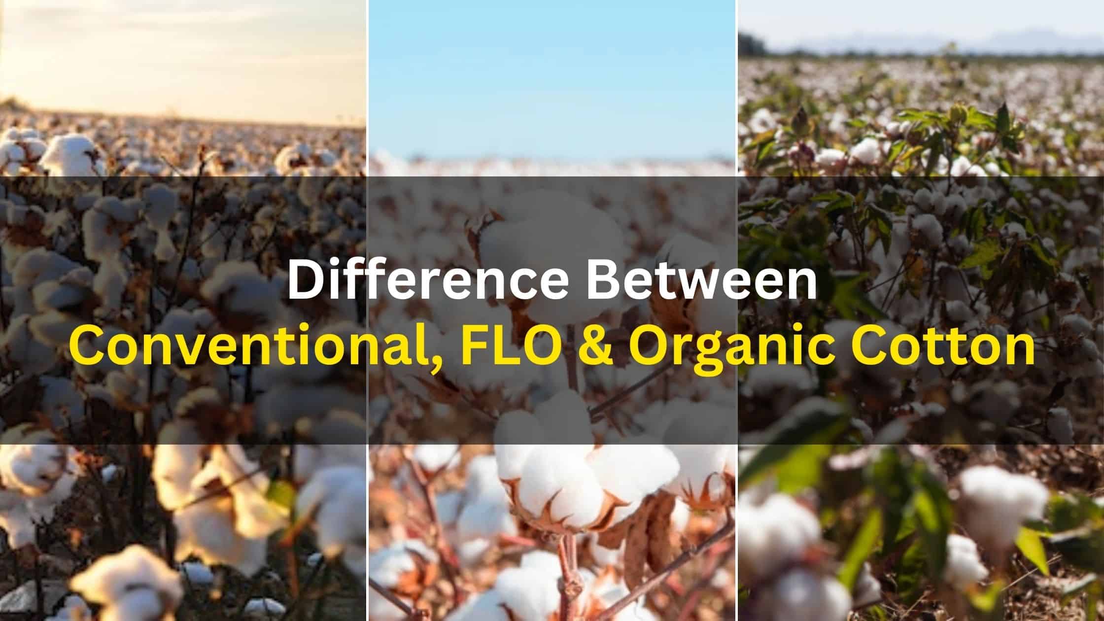 Conventional and FLO Cotton